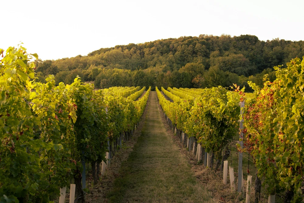 Vineyard rows in warm evening light